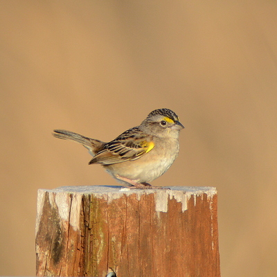 Grassland Sparrow